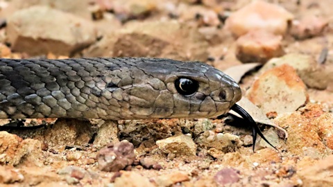 Eastern Brown Snake (Pseudonaja textilis)